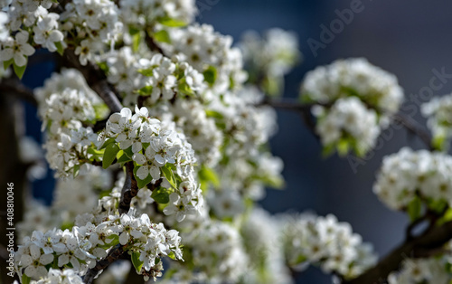 Blooming pear tree is brightly lit by sunlight. Selective focus.