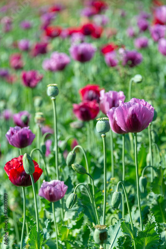 Purple opium poppy field  Papaver somniferum  in Burma  Myanmar