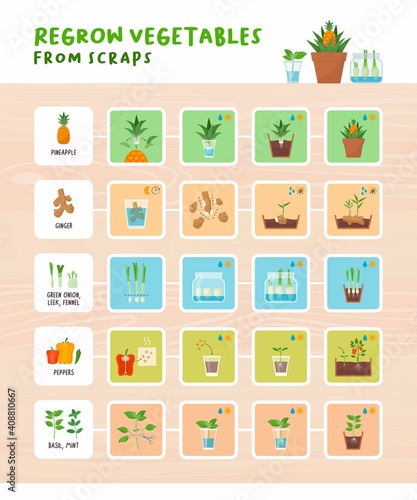 Regrow vegetables from scraps infographic
