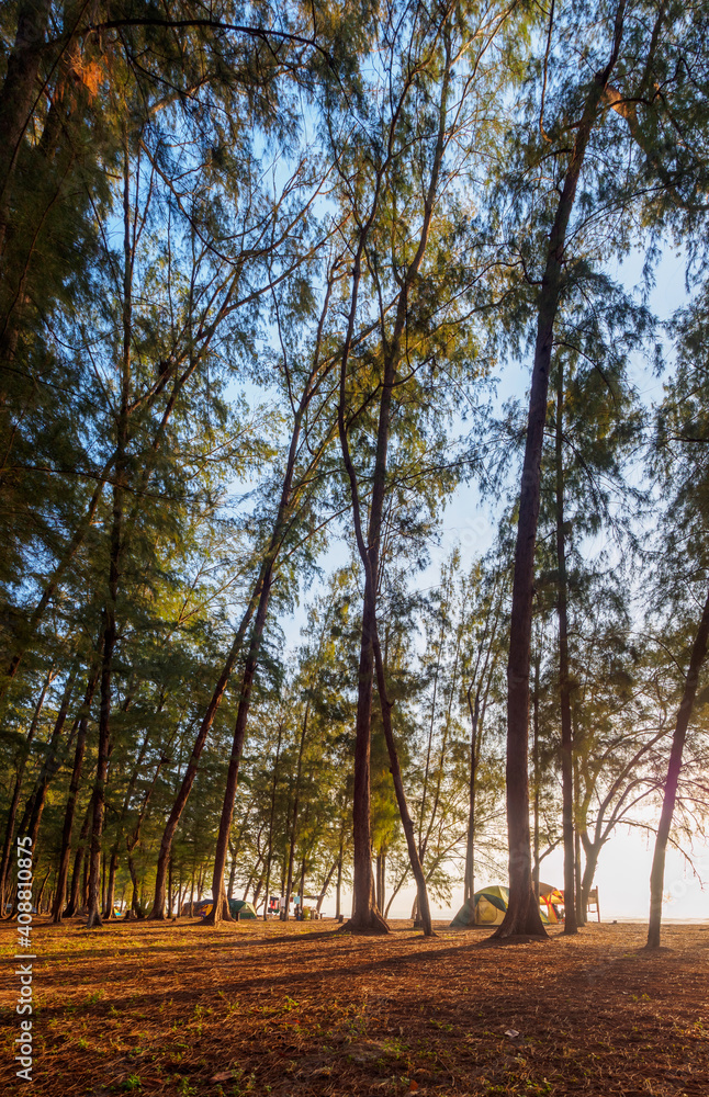 Obraz premium beach camping ground filled of pine forest in the morning with sunshine.