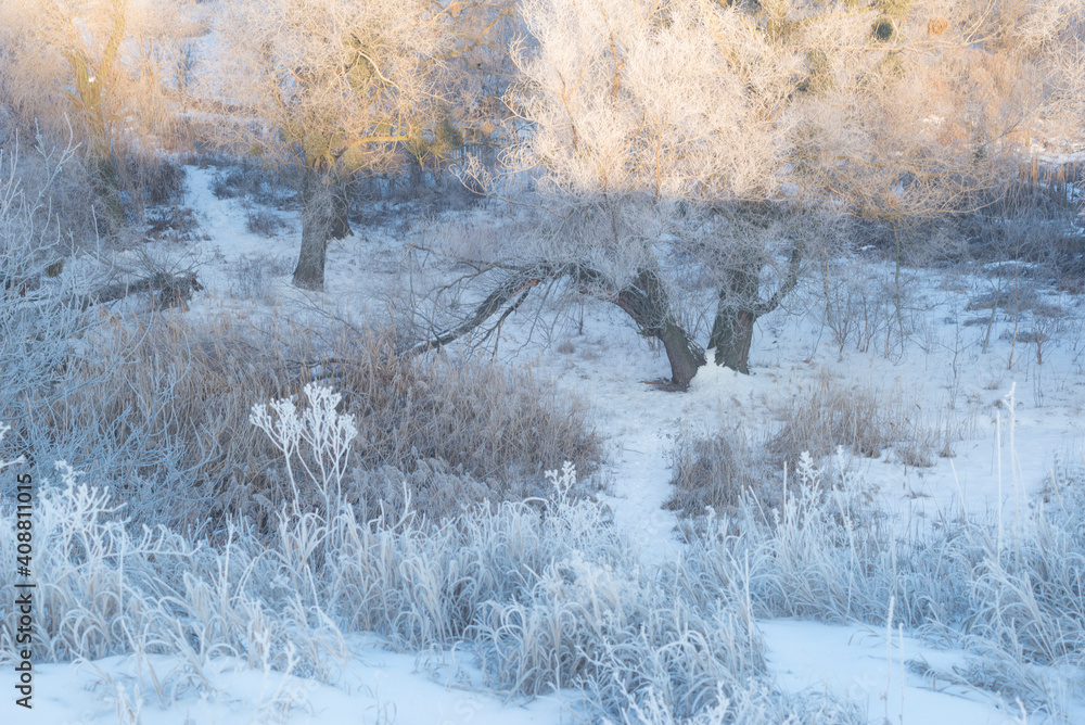 Fototapeta premium winter sunrise and a tree on a slope. Fantastic winter landscape. frozen snowy trees at sunrise. Christmas holiday background