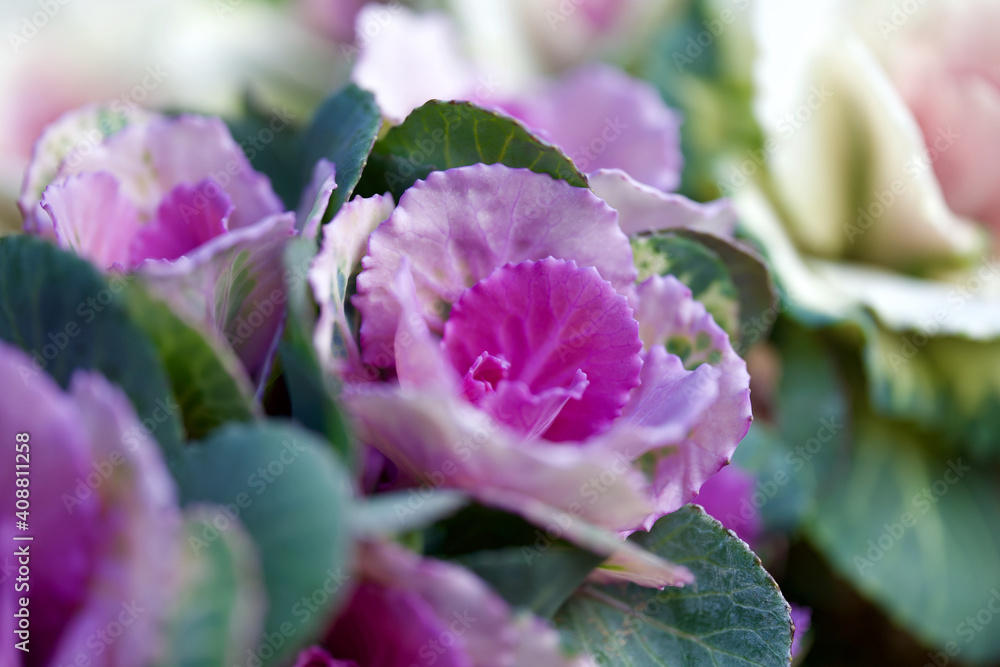 Obraz premium 冬の花