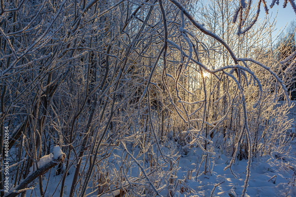Frost on tree branches in winter forest Frost on tree branches in winter forest