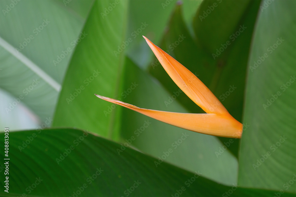 Obraz premium Orange yellow flowers on green leaves.