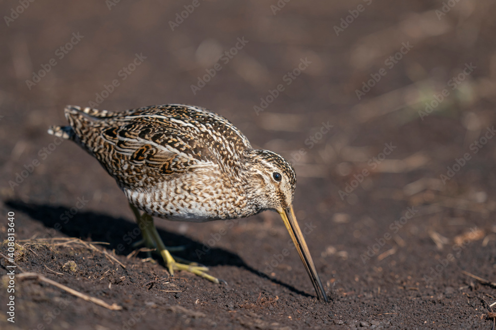 The Magellanic Snipe (Gallinago magellanica) The Magellanic Snipe (Gallinago magellanica)