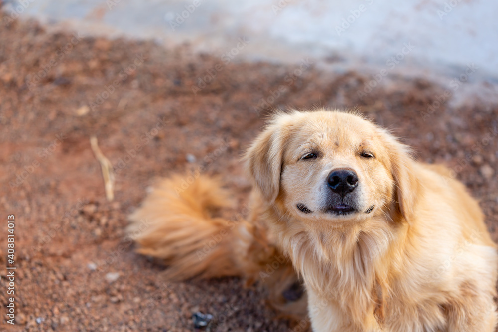 Golden Retriever dog with nature background Golden Retriever dog with nature background