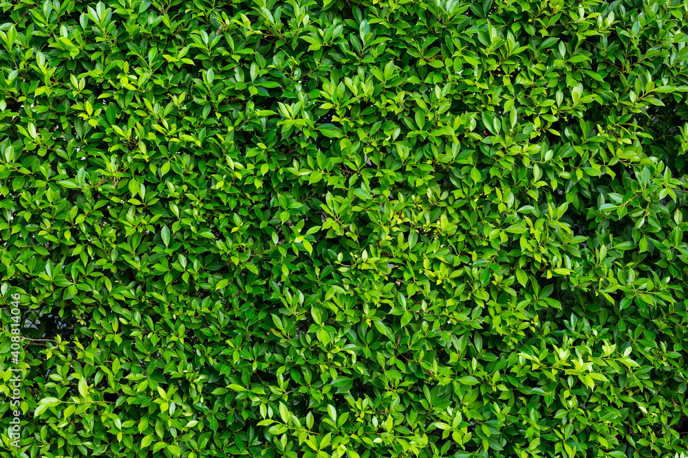 green leaf texture as background green leaf texture as background