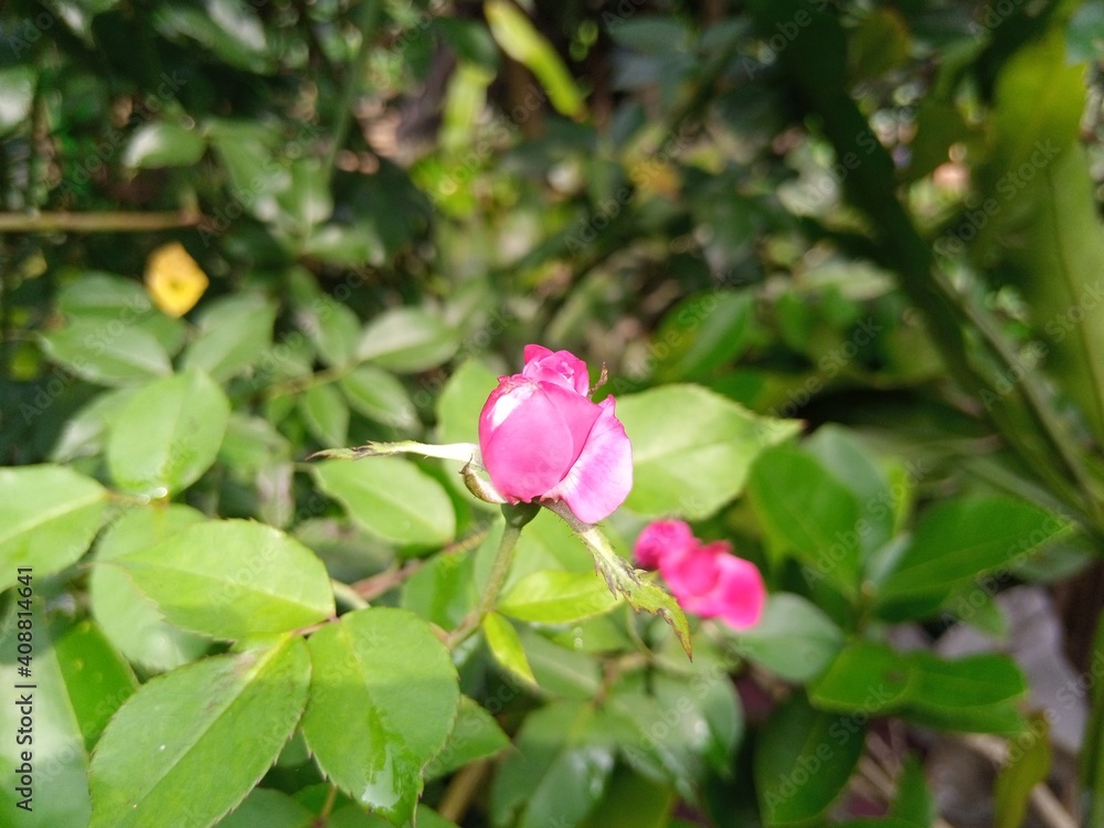 pink rose flower