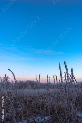 winter sunrise and a tree on a slope. Fantastic winter landscape. frozen snowy trees at sunrise. Christmas holiday background