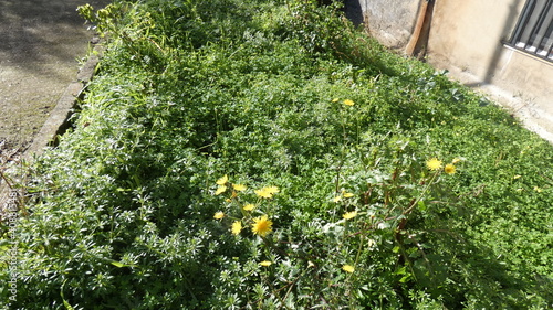 photos of nature plants and flowers with various landscapes