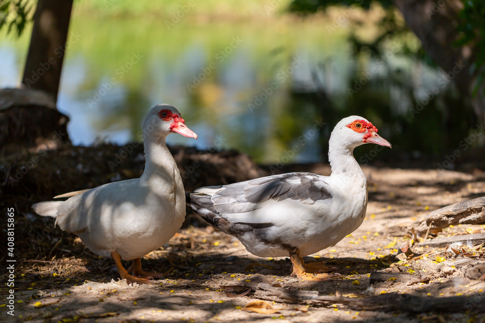 white domestic ducks. The duck is white, in nature. white domestic ducks. The duck is white, in nature.