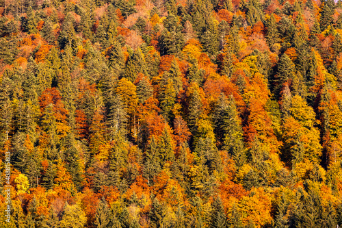 autumn forest near Dachstein in Austria