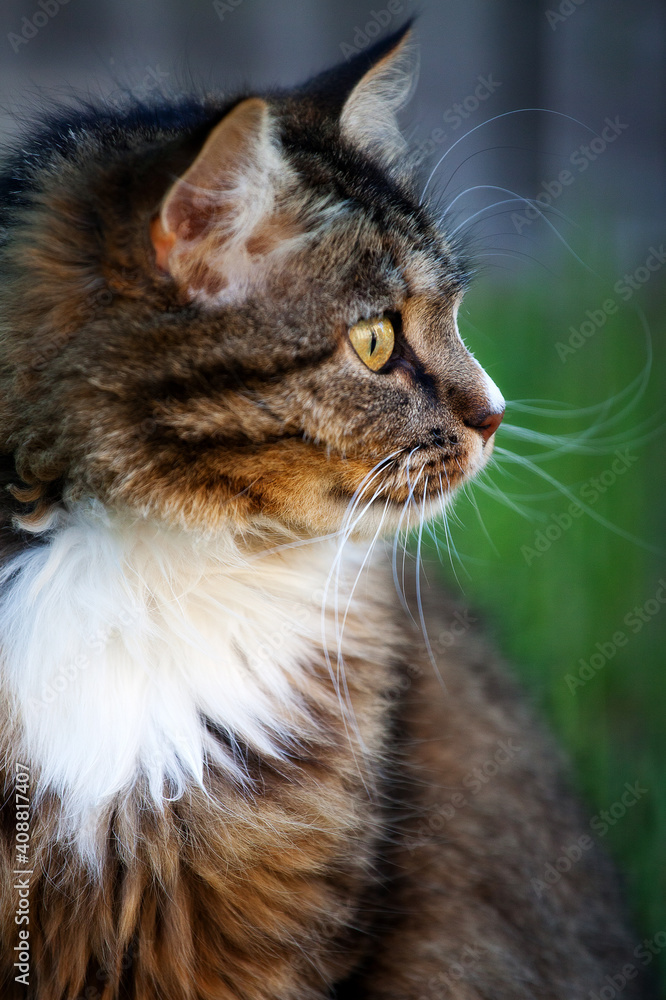 Naklejka premium Cat
