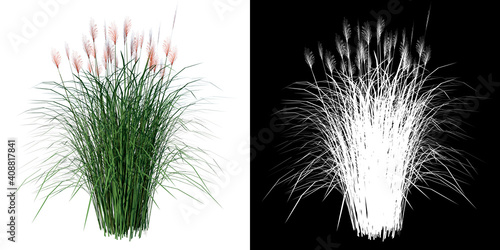 Front view of Plant (Vetiver Chrysopogon zizanioides) Tree png with alpha channel to cutout made with 3D render  photo