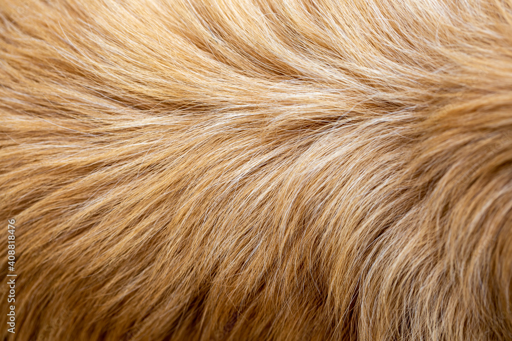 Dog fur texture background yellow Labrador Retriever. Dog fur texture background yellow Labrador Retriever.
