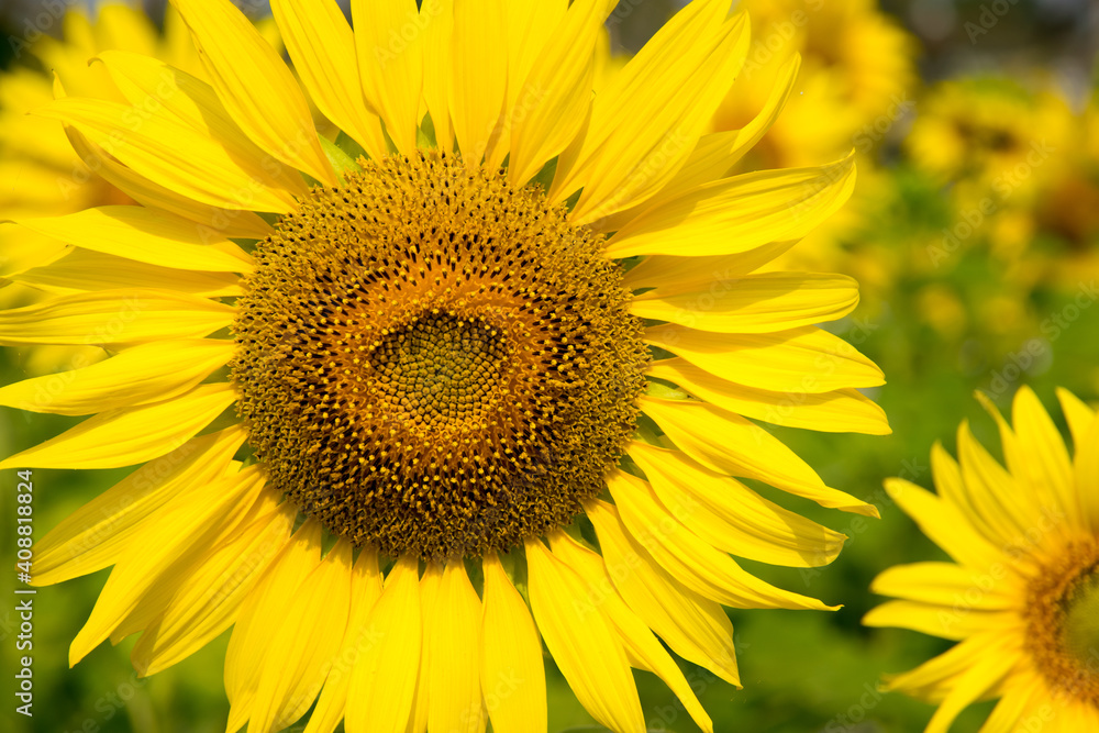 Close-up of sunflower, sunflower in the field on summer Close-up of sunflower, sunflower in the field on summer