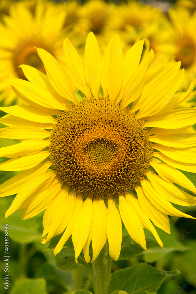 Close-up of sunflower, sunflower in the field on summer Close-up of sunflower, sunflower in the field on summer