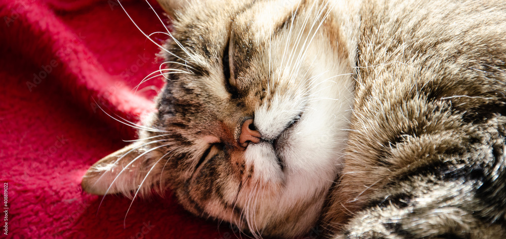 Close-up funny tabby cat sleeps on red cover. Home comfort concept. Resting pet on blanket with copy space. Portrait of sleeping domestic cat in the sunbeams.
