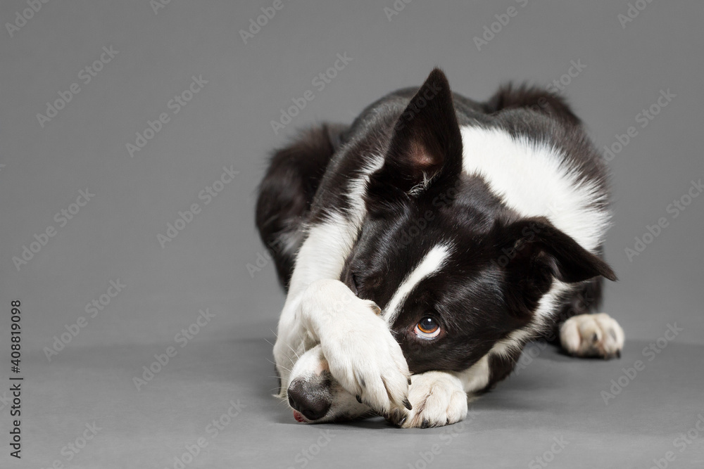 cute border collie dog covering her nose with her paw trick in the against a grey background Stock Photo | Adobe Stock