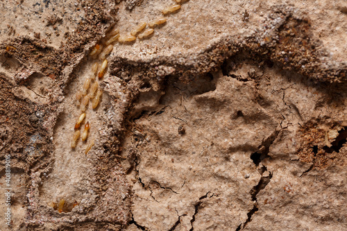 Close-up of worker termites on the wooden.Termites are eating the wood of the house.