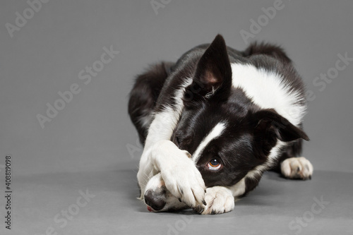 cute border collie dog covering her nose with her paw trick in the studio against a grey background