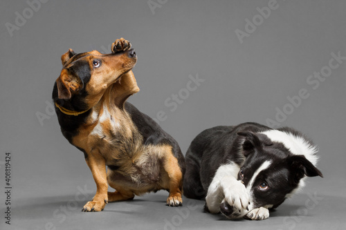Photography two cute dogs a dachshund mix and a border collie covering their noses with thei