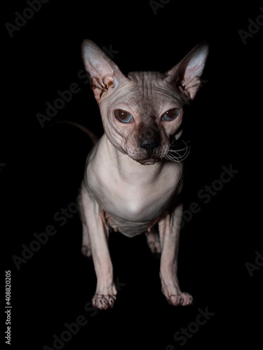 Bald, naked Donskoy or Canadian Sphinx. Domestic gray purebred cat without fur and undercoat poses. Vertical photo in the studio isolated on a black background. © Azovsky