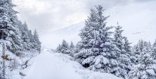 Snow in Whinlatter Forest