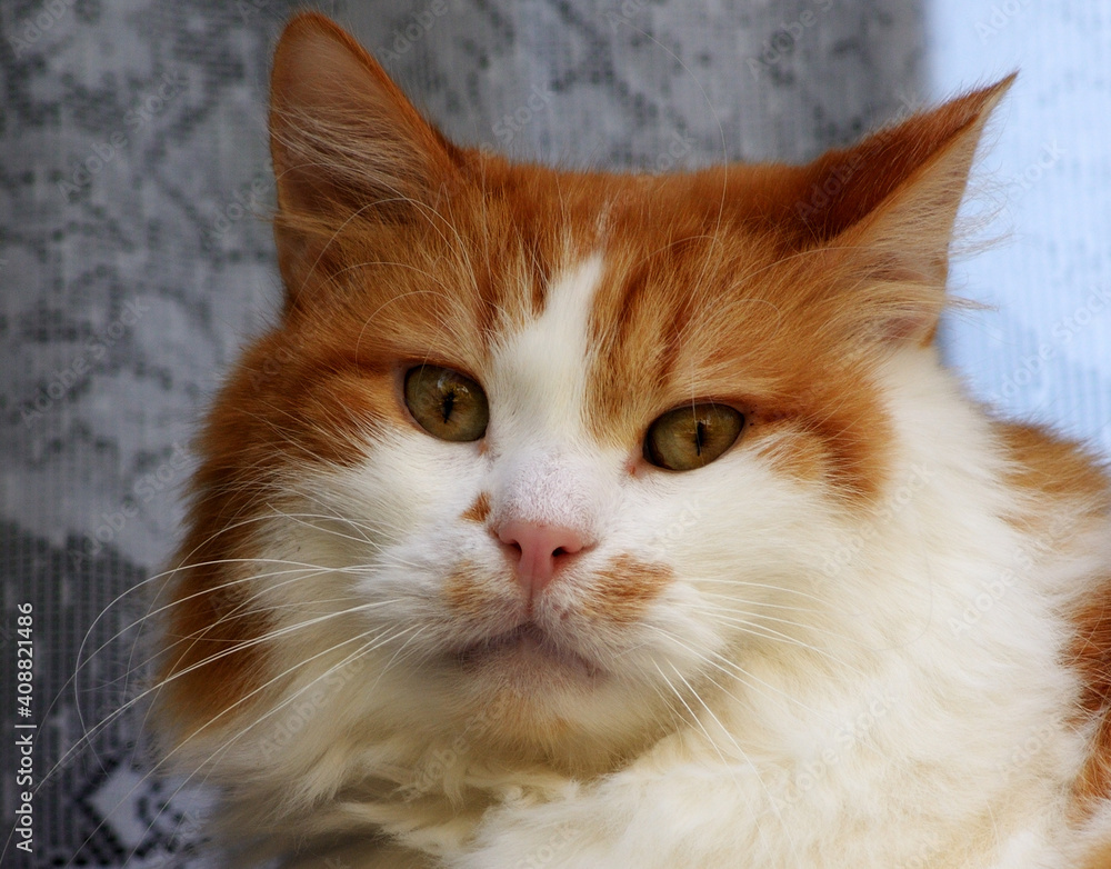 Naklejka premium Cat