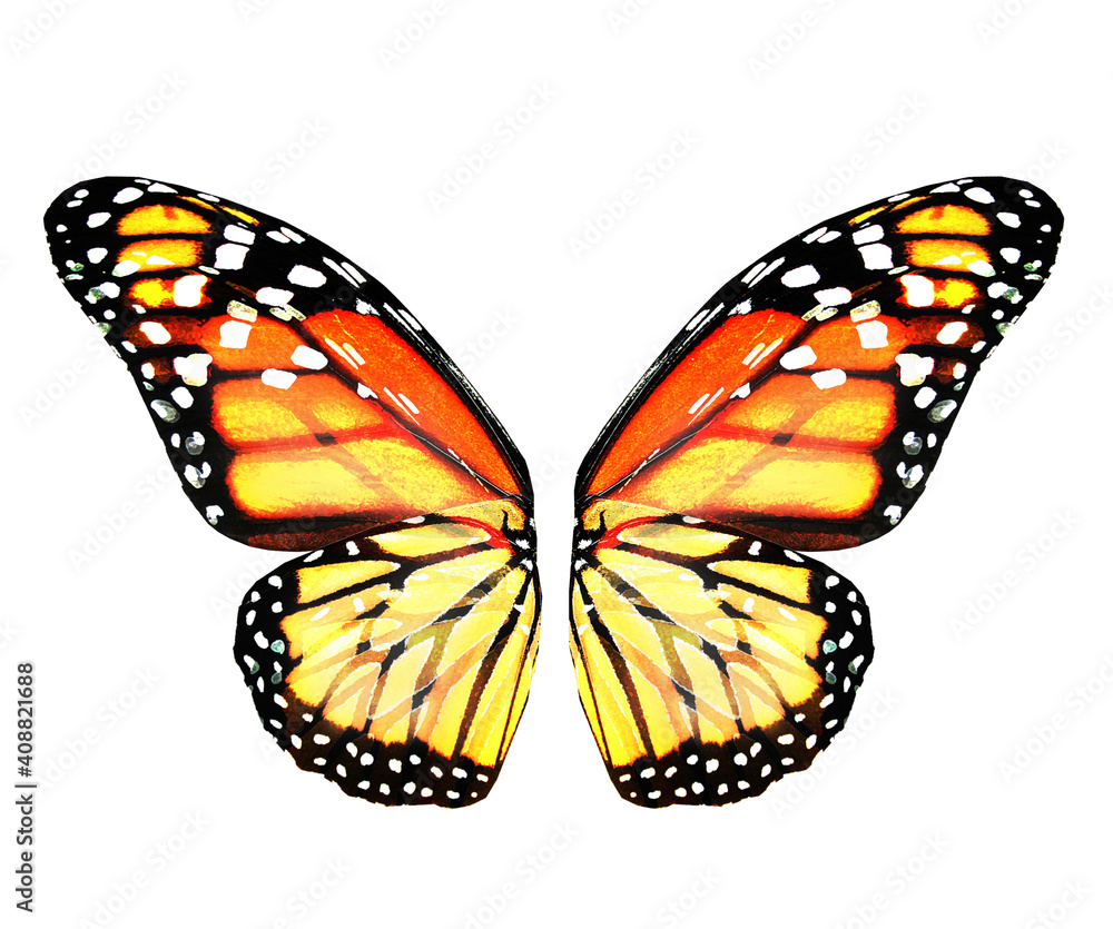 Fototapeta premium Color monarch butterfly wings, isolated on the white background