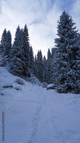 The mountain forest is completely covered with snow. The branches of trees and tall firs are all covered in snow. The steep slopes of the mountains, white snow. You can see path where people walked. © SergeyPanikhin