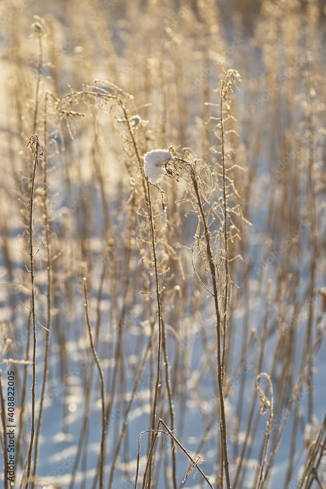 Fototapeta premium Dry plants in snowy winter field