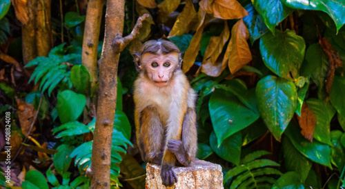 Photography Baby monkey sitting on a trunk in the middle of the jungle near Kandy, Sri Lanka