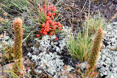 Ephedra horsetail, lat. Ephedra equisetina Bge., plant with beneficial healing properties photo