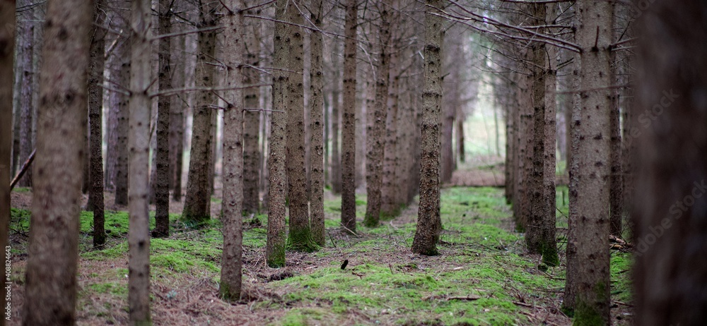 Naklejka premium Forêt rang d'arbres