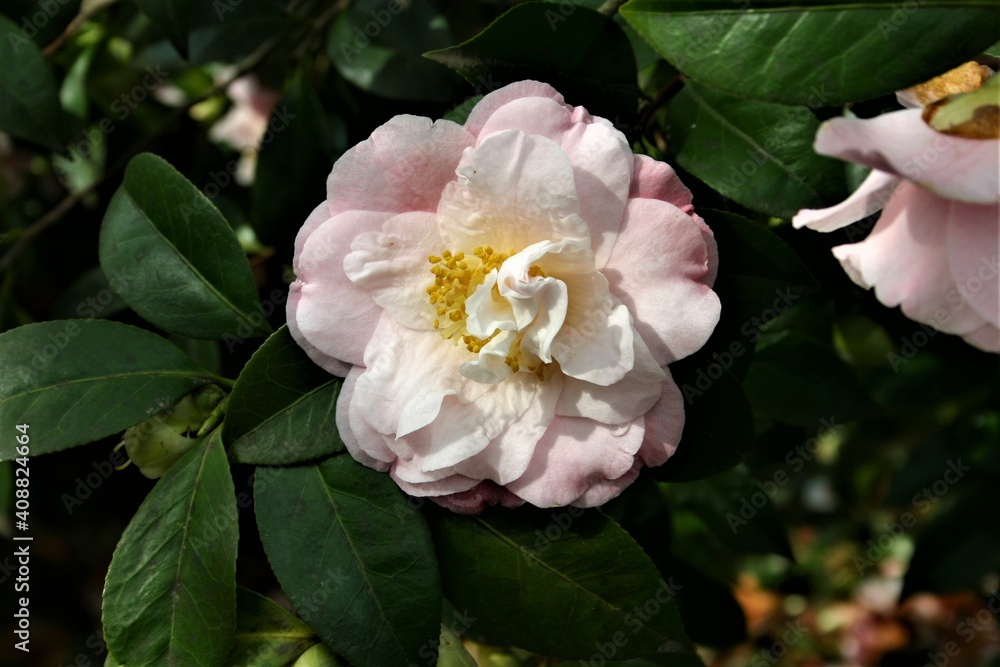 Obraz premium Kamelie 