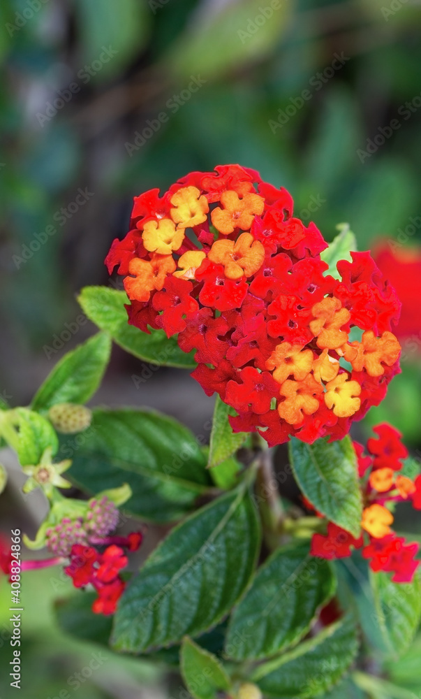 plant with small red-yellow flowers