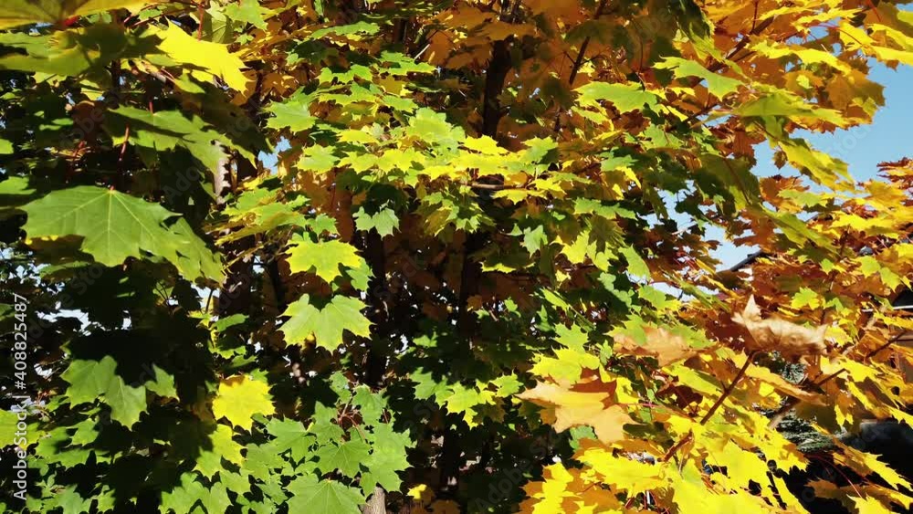 Colorful autumn foliage leaves on a tree branch Colorful autumn foliage leaves on a tree branch