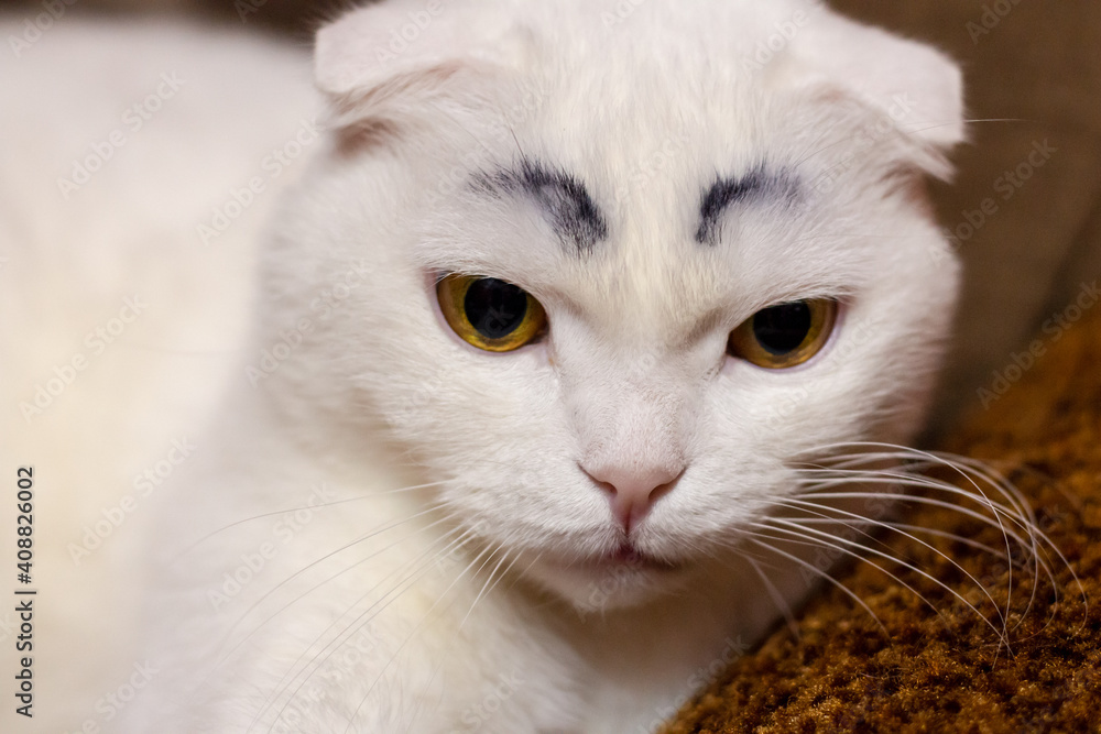 Serious funny white fold cat with painted black eyebrows