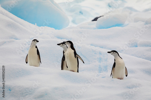 A small gathering of chinstrap penguins on a glacier s edge next to the ocean.