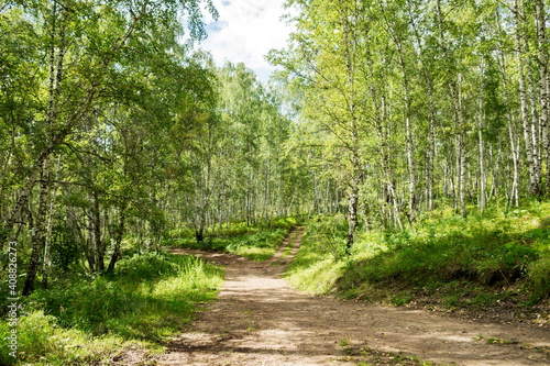 A country road goes through the birches forest on a summer sunny day. photo