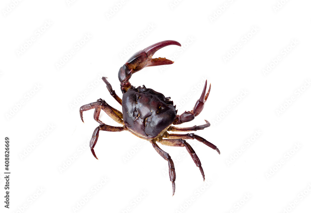 field Crab Isolated on white background