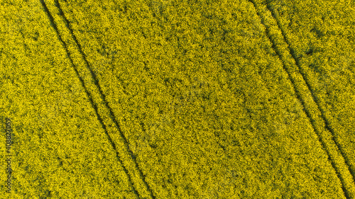 Field of yellow blooming rape seen from aerial view.