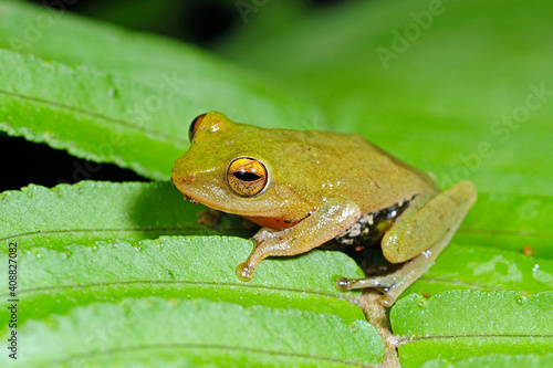 Ruderfrosch auf Sri Lanka // Shrub frog from Sri Lanka  (Philautus spec.) photo