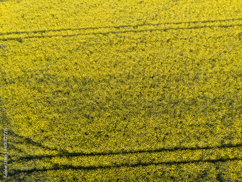 Aerial view on field of yellow blooming rape.