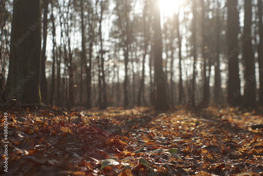 dry leaves in the forest natural background, forest in the sunlight dry leaves in the forest natural background, forest in the sunlight