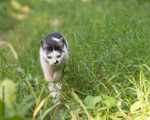 The spotted cat sneaks into the grass