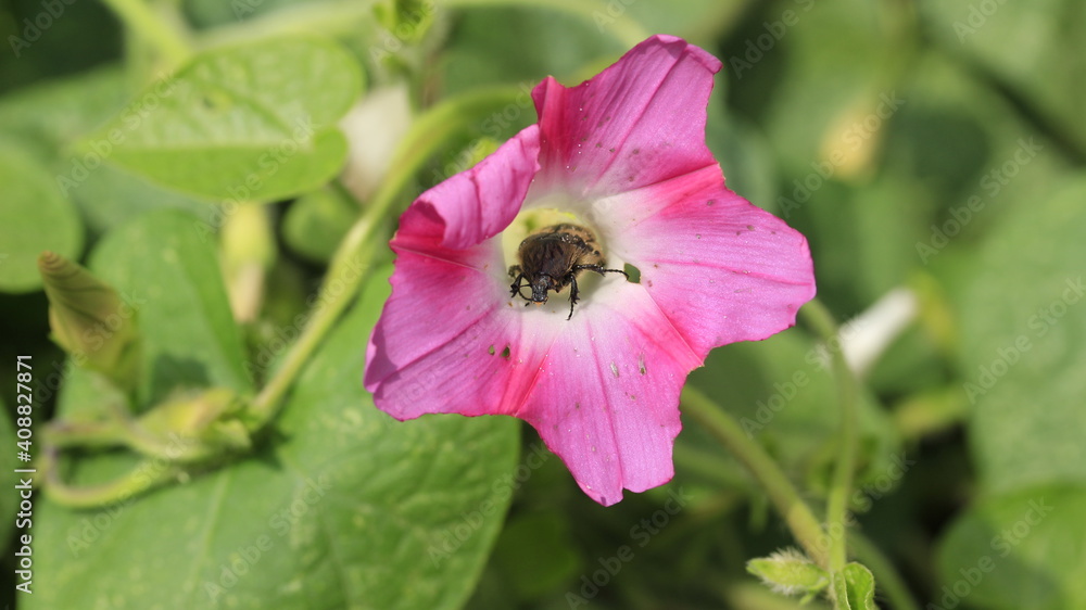 Flowers of Ipomoea purpurea, with a beetle feeding on his nectar. Flowers of Ipomoea purpurea, with a beetle feeding on his nectar.