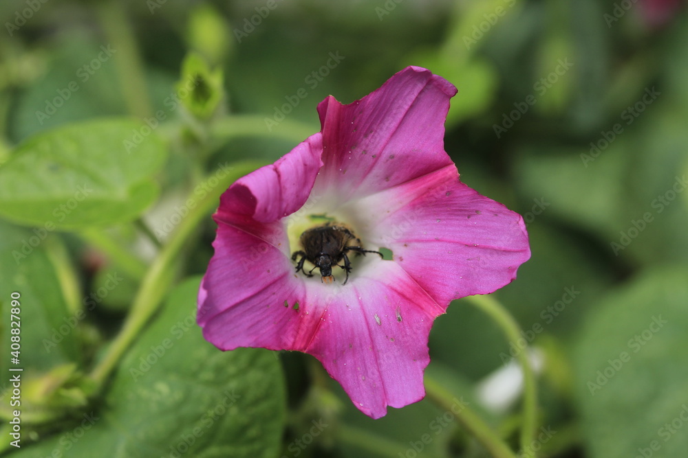 Flowers of Ipomoea purpurea, with a beetle feeding on his nectar. Flowers of Ipomoea purpurea, with a beetle feeding on his nectar.