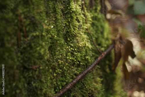 wet moss on the bark of a tree 